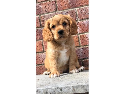 Κουτάβια Cavalier King Charles Spaniel.